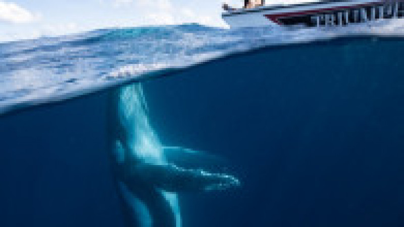 O balenă uriașă încearcă să se „împrietenească” cu turiștii dintr-o barcă, în apropierea arhipelagului Haʻapai FOTO: Profimedia Images | Poza 9 din 11