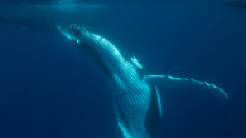 O balenă uriașă încearcă să se „împrietenească” cu turiștii dintr-o barcă, în apropierea arhipelagului Haʻapai FOTO: Profimedia Images | Poza 10 din 11