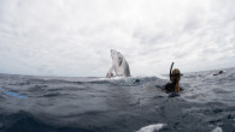 O balenă uriașă încearcă să se „împrietenească” cu turiștii dintr-o barcă, în apropierea arhipelagului Haʻapai FOTO: Profimedia Images | Poza 2 din 11