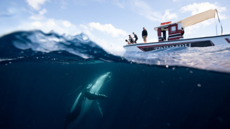 O balenă uriașă încearcă să se „împrietenească” cu turiștii dintr-o barcă, în apropierea arhipelagului Haʻapai FOTO: Profimedia Images