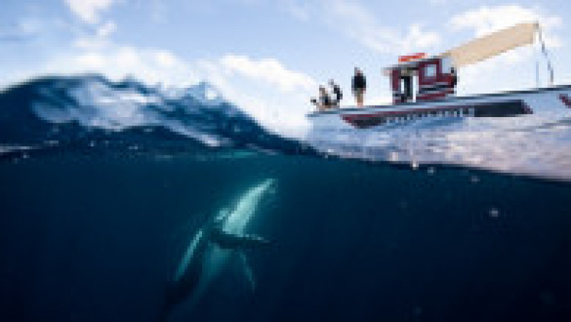 O balenă uriașă încearcă să se „împrietenească” cu turiștii dintr-o barcă, în apropierea arhipelagului Haʻapai FOTO: Profimedia Images | Poza 1 din 11