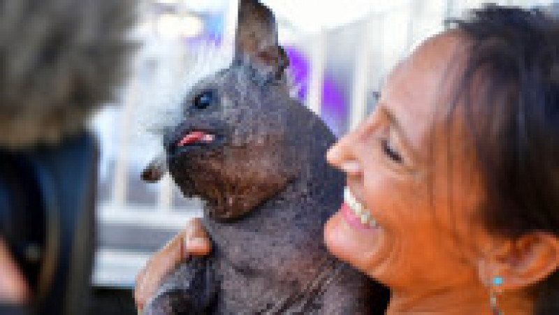 Mister Happy Face a fost desemnat cel mai urât câine din lume. Foto: Profimedia | Poza 1 din 8