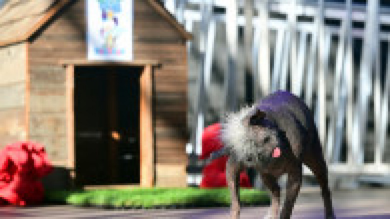Mister Happy Face a fost desemnat cel mai urât câine din lume. Foto: Profimedia | Poza 7 din 8