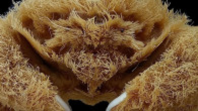 Foto: WA Museum Boola Bardip / Facebook | Poza 2 din 4