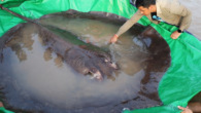 Un pește uriaș, de 300 de kilograme, a fost pescuit în fluviul Mekong din Cambodgia. Foto: Profimedia | Poza 2 din 6