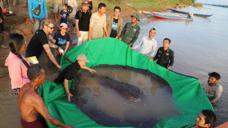 Un pește uriaș, de 300 de kilograme, a fost pescuit în fluviul Mekong din Cambodgia. Foto: Profimedia