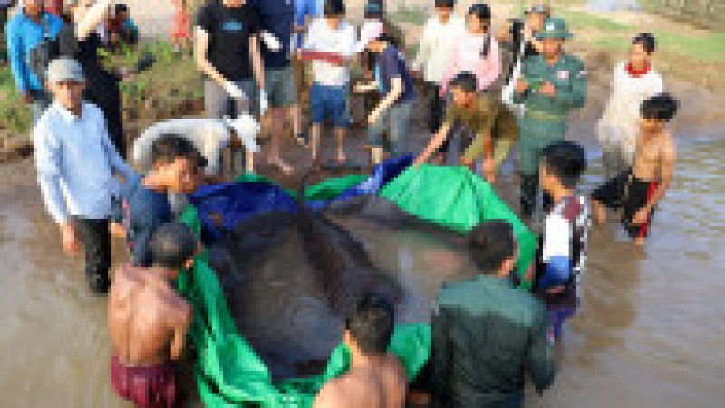 Un pește uriaș, de 300 de kilograme, a fost pescuit în fluviul Mekong din Cambodgia. Foto: Profimedia | Poza 3 din 6