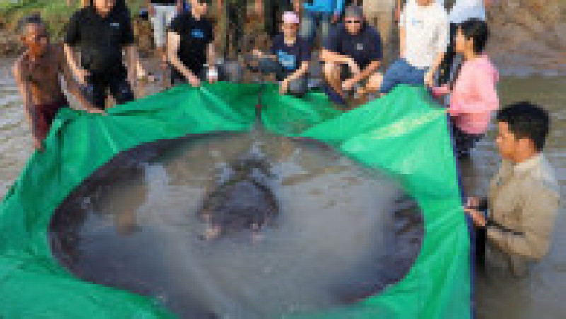 Un pește uriaș, de 300 de kilograme, a fost pescuit în fluviul Mekong din Cambodgia. Foto: Profimedia | Poza 4 din 6