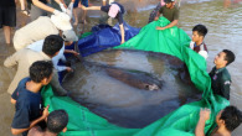 Un pește uriaș, de 300 de kilograme, a fost pescuit în fluviul Mekong din Cambodgia. Foto: Profimedia | Poza 6 din 6