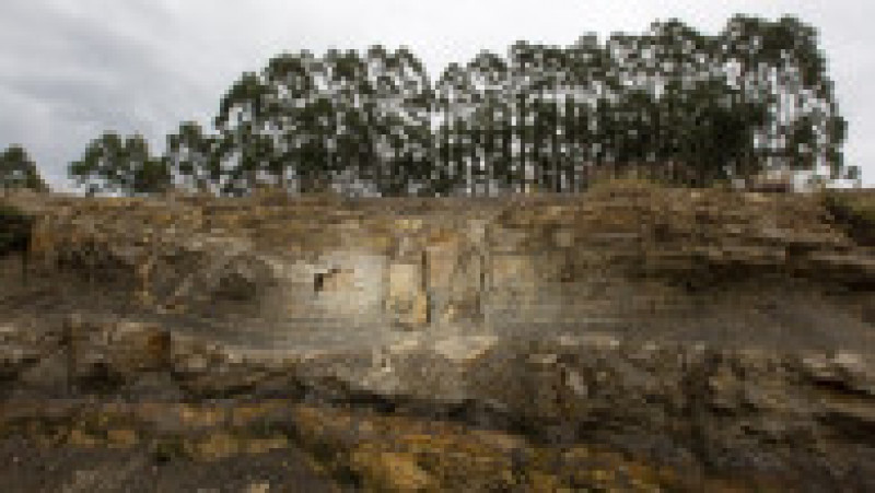 Oamenii de ştiinţă au descoperit în statul brazilian Parana fosile de arbori dintr-o pădure ce datează din urmă cu 290 de milioane de ani, înainte de apariţia dinozaurilor. Foto: Profimedia | Poza 4 din 9