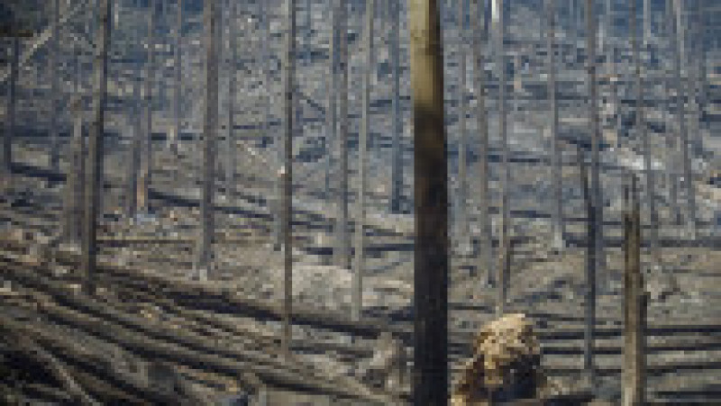 Cel mai puternic incendiu din istoria Cehiei s-a extins deja la 1.000 de hectare. FOTO: Profimedia Images | Poza 7 din 12