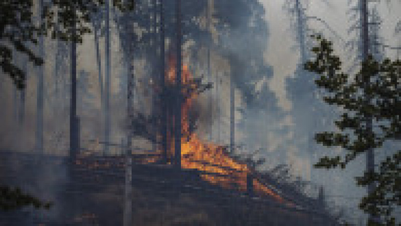 Cel mai puternic incendiu din istoria Cehiei s-a extins deja la 1.000 de hectare. FOTO: Profimedia Images | Poza 8 din 12