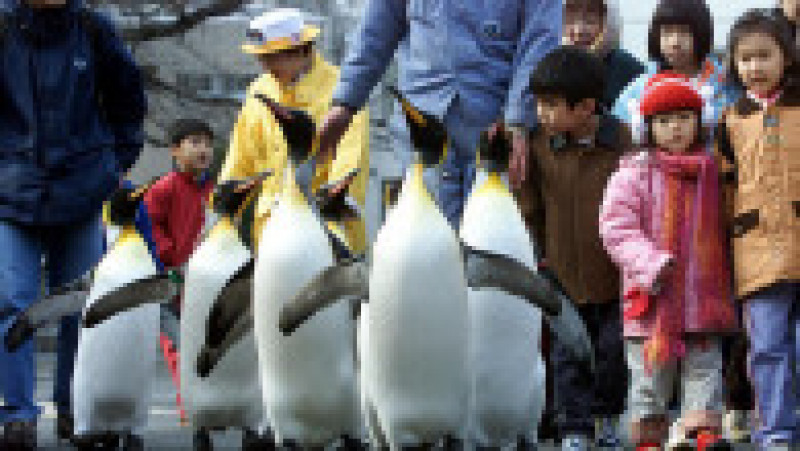 Pinguinii de la Acvariul Hakone-en din Japonia FOTO: Profimedia Images | Poza 3 din 31