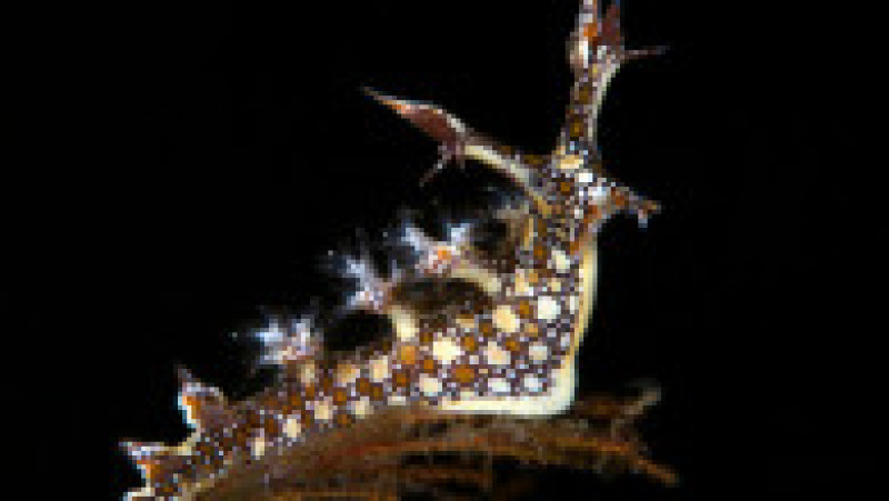 Limacși de apă care trăiesc în adâncul oceanelor, fotografiați de Yury Ivanov, scafandru profesionist și fotograf macro subacvatic. Foto: Profimedia | Poza 11 din 12