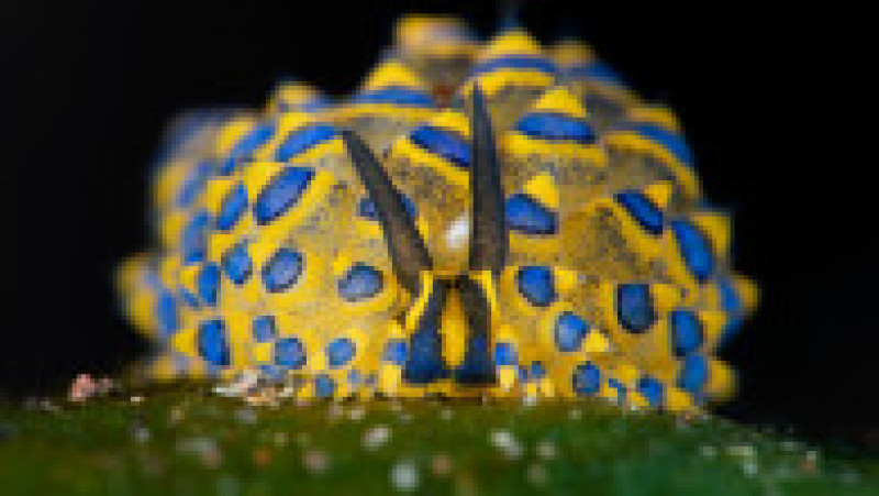 Limacși de apă care trăiesc în adâncul oceanelor, fotografiați de Yury Ivanov, scafandru profesionist și fotograf macro subacvatic. Foto: Profimedia | Poza 5 din 12