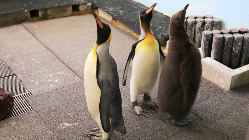 Pinguinii de la Acvariul Hakone-en din Japonia FOTO: Profimedia Images