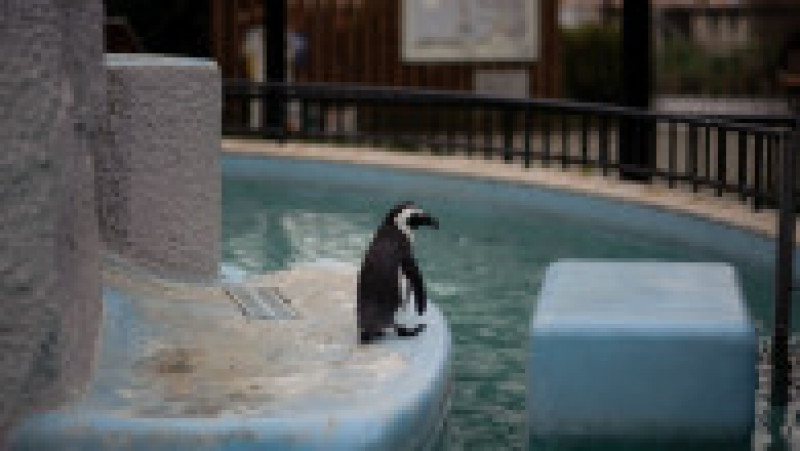 Pinguinii de la Acvariul Hakone-en din Japonia FOTO: Profimedia Images | Poza 14 din 31