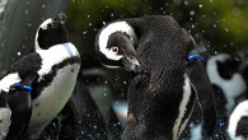 Pinguinii de la Acvariul Hakone-en din Japonia FOTO: Profimedia Images | Poza 12 din 31