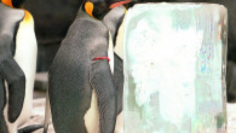 Pinguinii de la Acvariul Hakone-en din Japonia FOTO: Profimedia Images | Poza 5 din 31