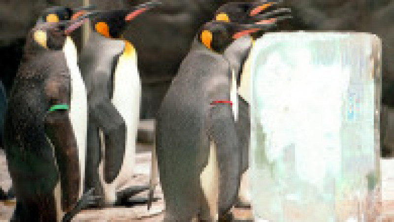 Pinguinii de la Acvariul Hakone-en din Japonia FOTO: Profimedia Images | Poza 25 din 31