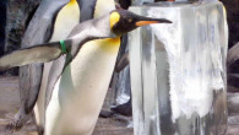 Pinguinii de la Acvariul Hakone-en din Japonia FOTO: Profimedia Images | Poza 26 din 31