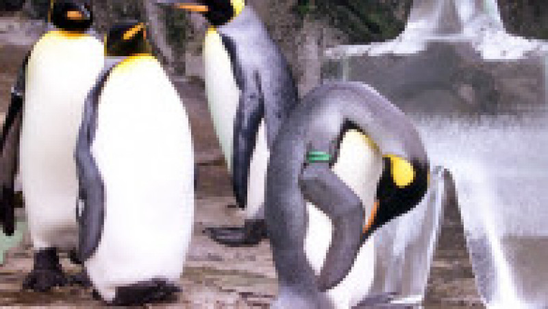 Pinguinii de la Acvariul Hakone-en din Japonia FOTO: Profimedia Images | Poza 4 din 31