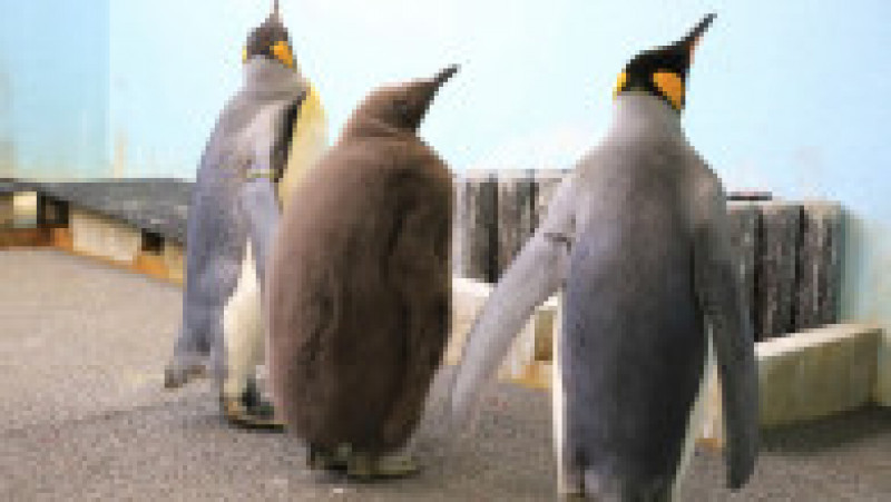 Pinguinii de la Acvariul Hakone-en din Japonia FOTO: Profimedia Images | Poza 2 din 31