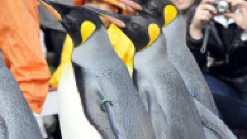 Pinguinii de la Acvariul Hakone-en din Japonia FOTO: Profimedia Images | Poza 27 din 31