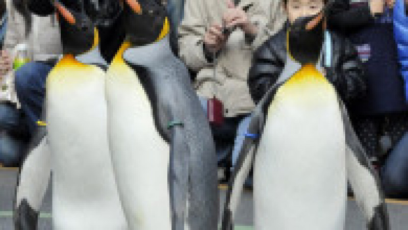 Pinguinii de la Acvariul Hakone-en din Japonia FOTO: Profimedia Images | Poza 28 din 31