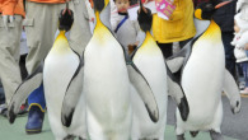 Pinguinii de la Acvariul Hakone-en din Japonia FOTO: Profimedia Images | Poza 29 din 31