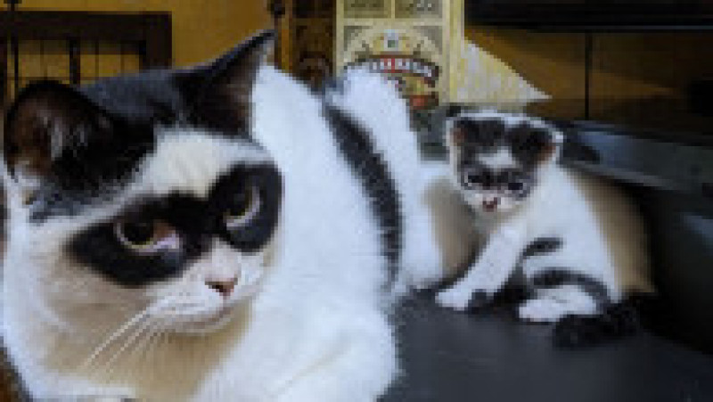 Zorro și Bandit FOTO: Profimefia Images | Poza 8 din 21
