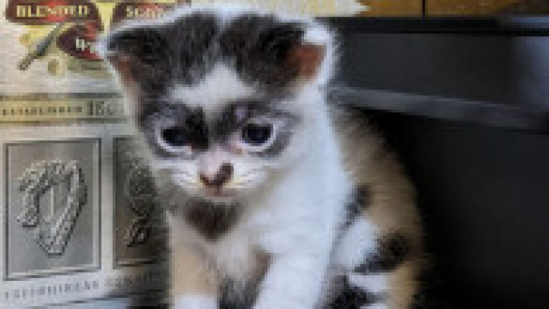 Bandit, fiul lui Zorro, s-a născut pe 9 iunie FOTO: Profimefia Images | Poza 2 din 21