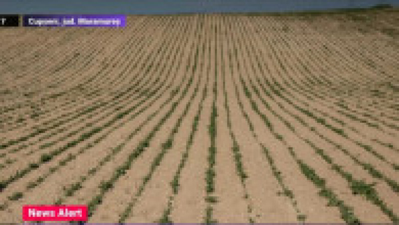 Efectele secetei din România Foto: captură video Digi24 | Poza 16 din 17