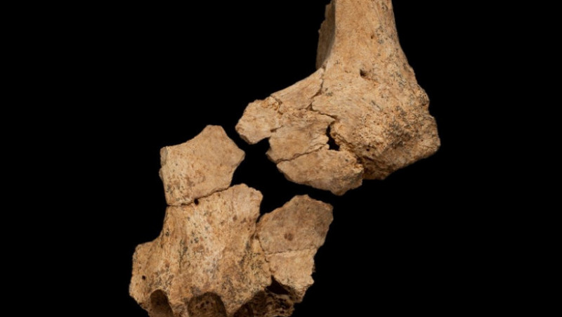 Paleontologi spanioli au descoperit o fosilă a unui om a cărui vârstă este estimată la 1,4 milioane de ani, ceea ce ar face din aceasta cea mai veche fiinţă umană identificată în Europa. Foto-Profimedia Images