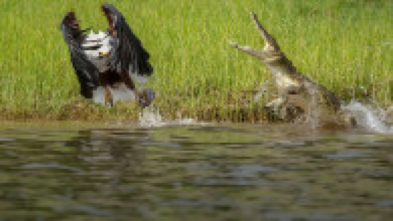 Un vultur a scăpat ca prin minune de atacul unui crocodil. FOTO: Profimedia Images | Poza 5 din 8