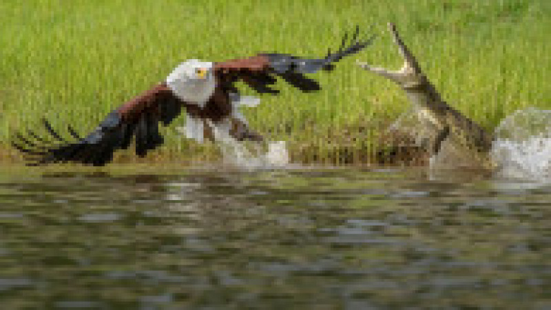 Un vultur a scăpat ca prin minune de atacul unui crocodil. FOTO: Profimedia Images | Poza 8 din 8