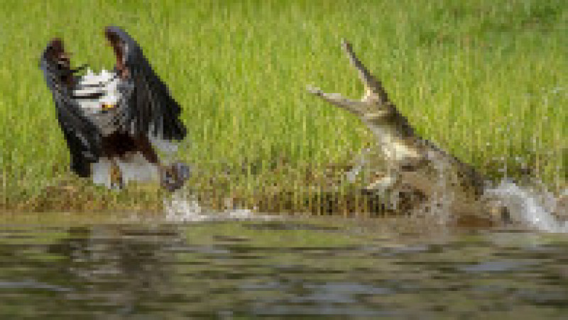 Un vultur a scăpat ca prin minune de atacul unui crocodil. FOTO: Profimedia Images | Poza 7 din 8