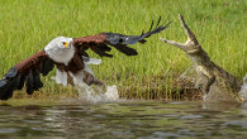 Un vultur a scăpat ca prin minune de atacul unui crocodil. FOTO: Profimedia Images | Poza 6 din 8