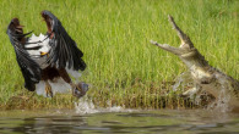 Un vultur a scăpat ca prin minune de atacul unui crocodil. FOTO: Profimedia Images | Poza 2 din 8