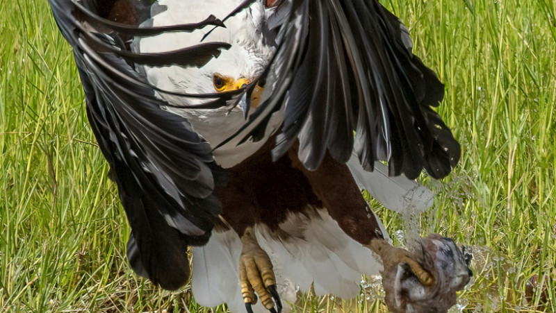 Un vultur a scăpat ca prin minune de atacul unui crocodil. FOTO: Profimedia Images
