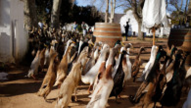 O „armată” de rațe protejează de dăunători o podgorie din Africa de Sud. Foto: Profimedia | Poza 9 din 13