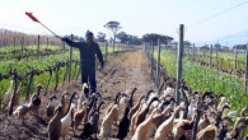 O „armată” de rațe protejează de dăunători o podgorie din Africa de Sud. Foto: Profimedia | Poza 3 din 13