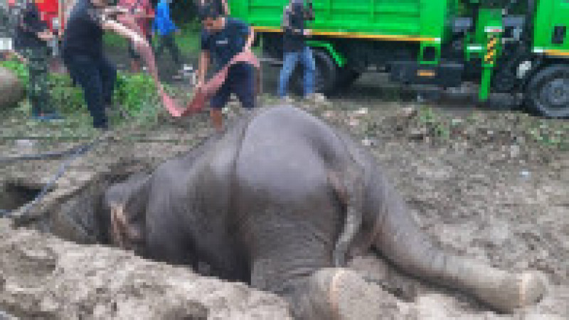Operațiune de salvare pentru doi elefanți căzuți într-o groapă FOTO: Profimedia Images | Poza 3 din 10