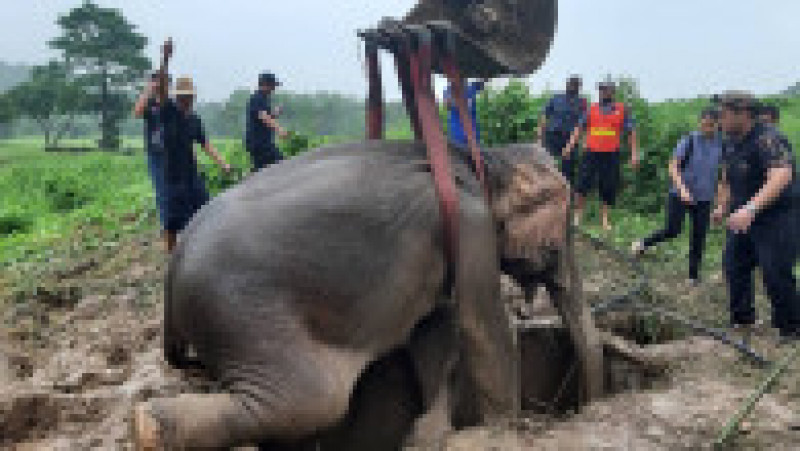 Operațiune de salvare pentru doi elefanți căzuți într-o groapă FOTO: Profimedia Images | Poza 4 din 10