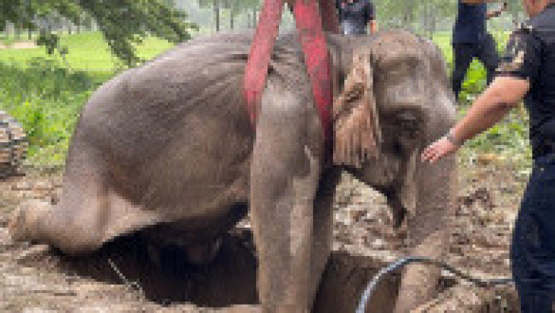 Operațiune de salvare pentru doi elefanți căzuți într-o groapă FOTO: Profimedia Images | Poza 5 din 10