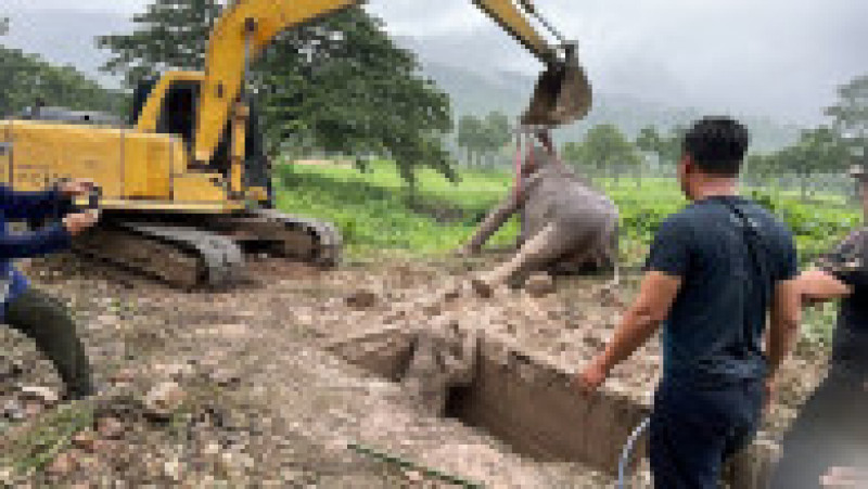 Operațiune de salvare pentru doi elefanți căzuți într-o groapă FOTO: Profimedia Images | Poza 7 din 10