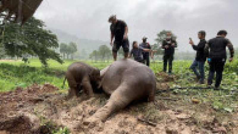 Operațiune de salvare pentru doi elefanți căzuți într-o groapă FOTO: Profimedia Images | Poza 8 din 10