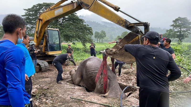 Operațiune de salvare pentru doi elefanți căzuți într-o groapă FOTO: Profimedia Images