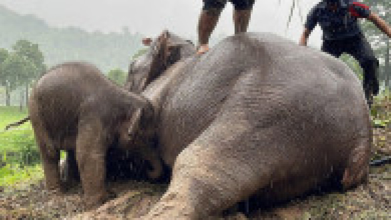 Operațiune de salvare pentru doi elefanți căzuți într-o groapă FOTO: Profimedia Images | Poza 9 din 10