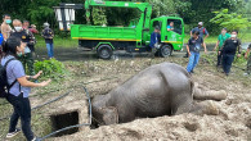 Operațiune de salvare pentru doi elefanți căzuți într-o groapă FOTO: Profimedia Images | Poza 2 din 10